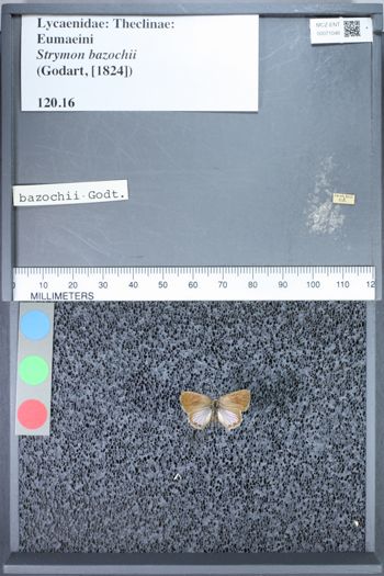 Media type: image;   Entomology 71046